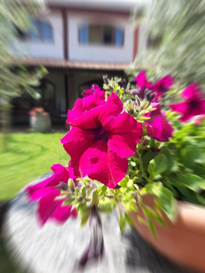 Agriturismo Mulino Bianco Лонато Екстер'єр фото